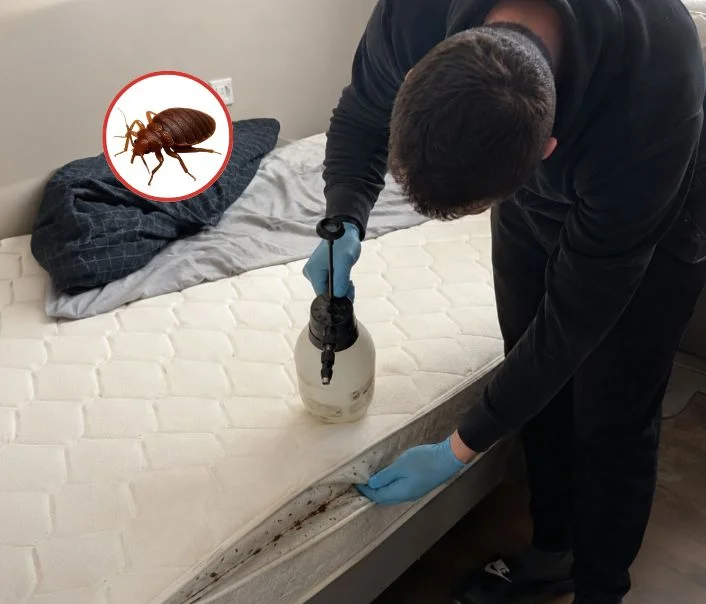 Technicien traitant un matelas contre les punaises de lit à Villiers-Adam